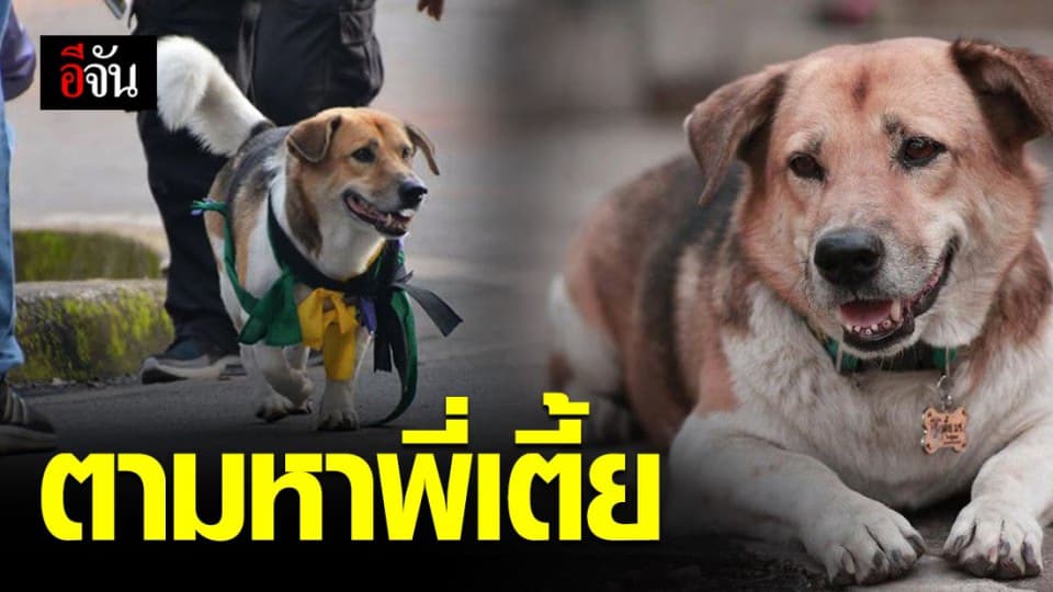 ตามหา “พี่เตี้ย” ตูบขาสั้นขวัญใจชาว มช. หายไปจากมหาวิทยาลัย