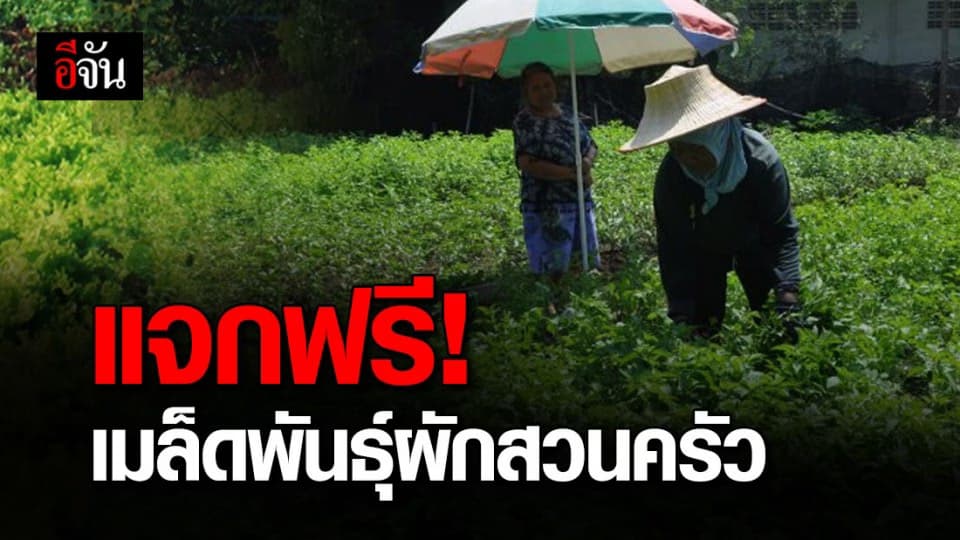 ข่าวดีเกษตรกร! กสก. จัดแจกฟรีเมล็ดพันธุ์ผักสวนครัว ต้านโควิด-19
