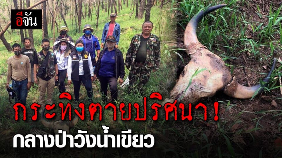 กระทิงตายปริศนา ไม่พบกับดัก ไม่มีรอยกระสุน เเต่มีรอยเเล่เนื้อ