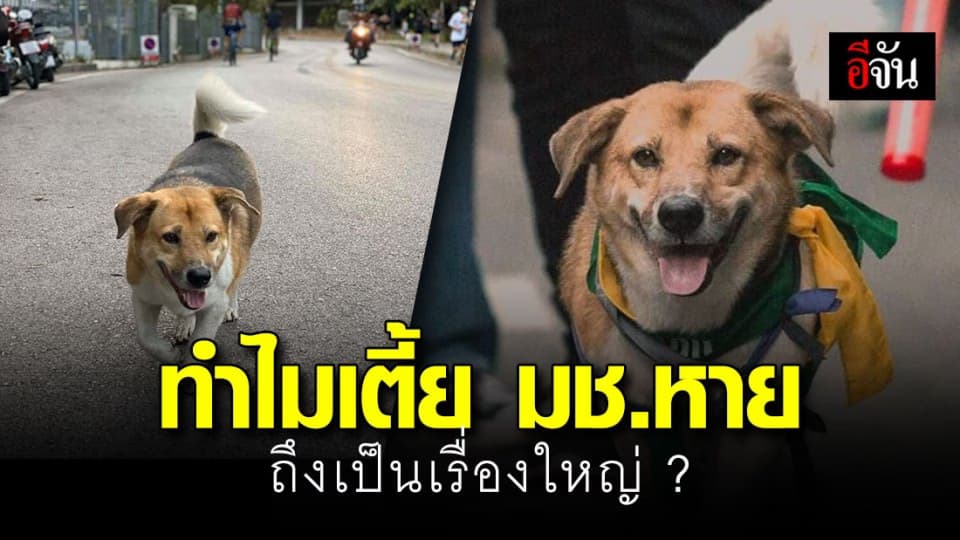 อาลัยพี่เตี้ย มช. ขวัญใจคนเชียงใหม่ หาย 3 วัน ล่าสุดตายเเล้ว