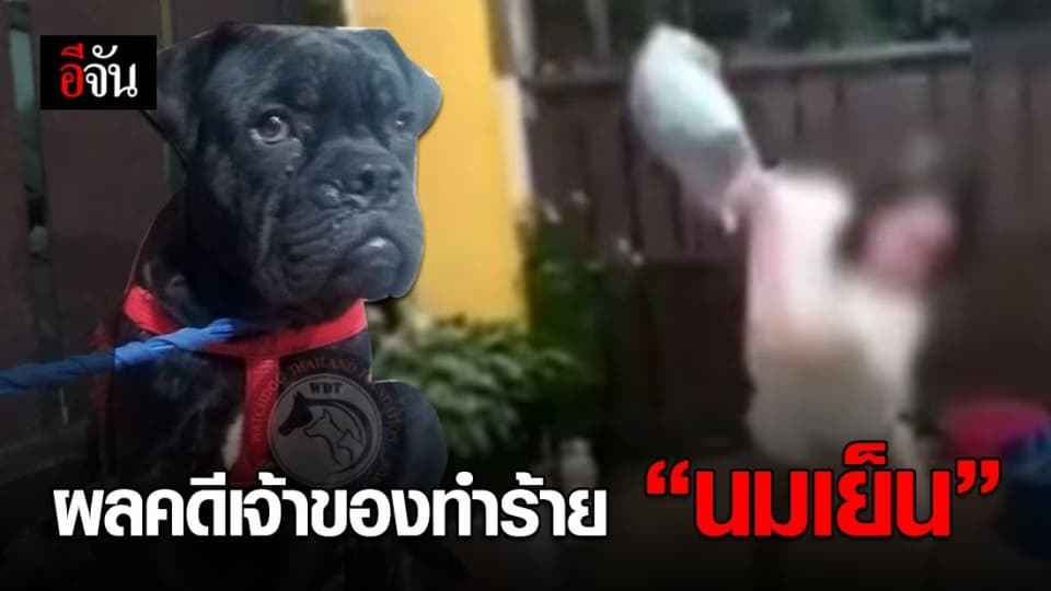 ปรับ 10,000 จำคุก 6 เดือน รอลงอาญา เจ้าของทำร้ายน้องหมา “นมเย็น”