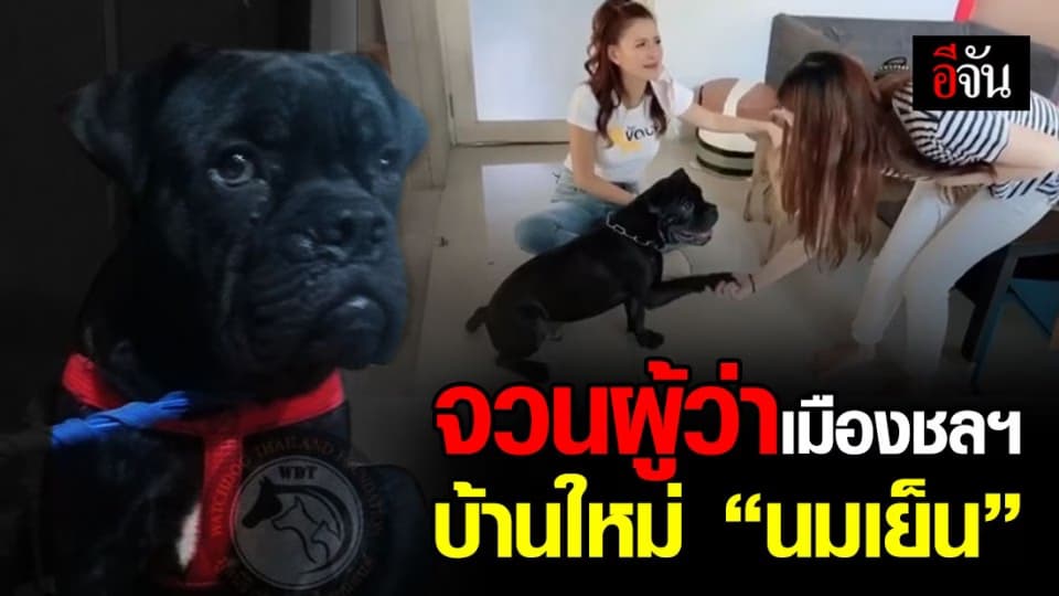 ผู้ว่าฯ ชลบุรี เจ้าของใหม่ “เจ้านมเย็น” เตรียมพาไปอยู่ที่จวน พร้อมเพื่อนใหม่อีก 3 ตัว