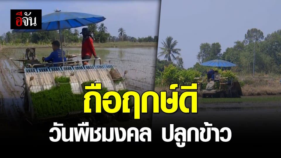 ชาวนาพิจิตร ถือฤกษ์ดี วันพืชมงคล ปักดำข้าวในนา