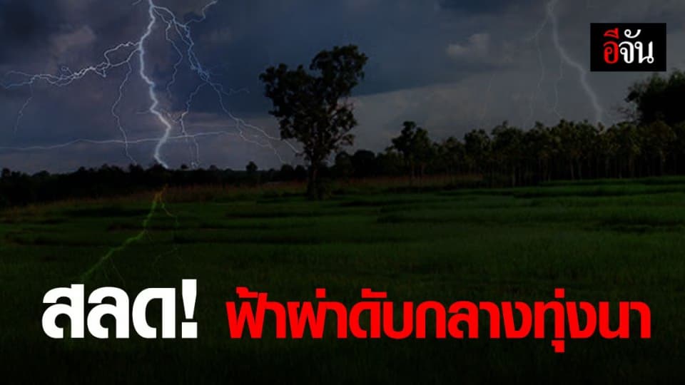 ออกไปเกี่ยวหญ้าให้วัว ถูกฟ้าผ่าเสียชีวิตกลางทุ่งนา