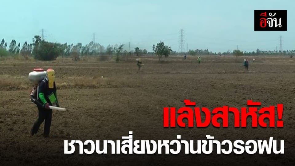 ชาวนาพิจิตร เสี่ยงหว่านข้าวแห้งรอฝน