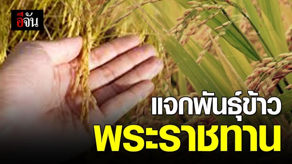 แจก 5 พันธุ์ข้าวพระราชทาน ให้เกษตรกรทั่วประเทศ