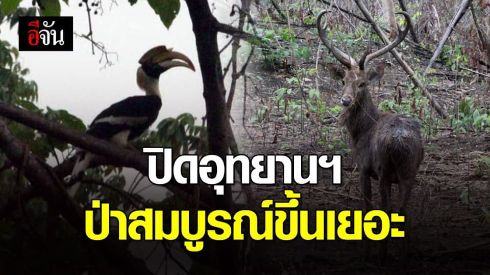 เผยภาพความสมบูรณ์ของป่า-สัตว์ป่า หลังปิดอุทยานฯ เลี่ยงโควิด