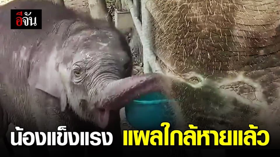 ลูกช้างป่าหลงโขลงสุขภาพดี กรมอุทยานฯ เร่งหาโขลงปล่อยคืนสู่ธรรมชาติ