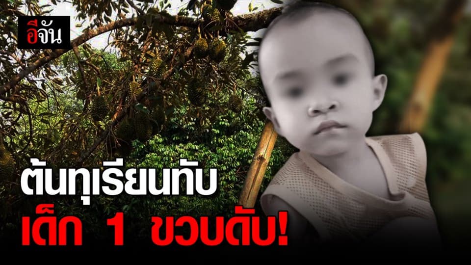 สุดสลด! พ่อแม่พาลูก 1 ขวบ ไปรับจ้างด้วย ต้นทุเรียนล้มทับลูกดับ ต่อหน้าย่า