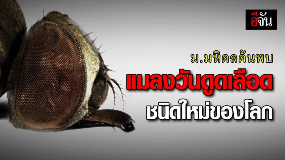 คณะสัตวแพทยศาสตร์ ม.มหิดล ค้นพบแมลงวันดูดเลือดชนิดใหม่ของโลก