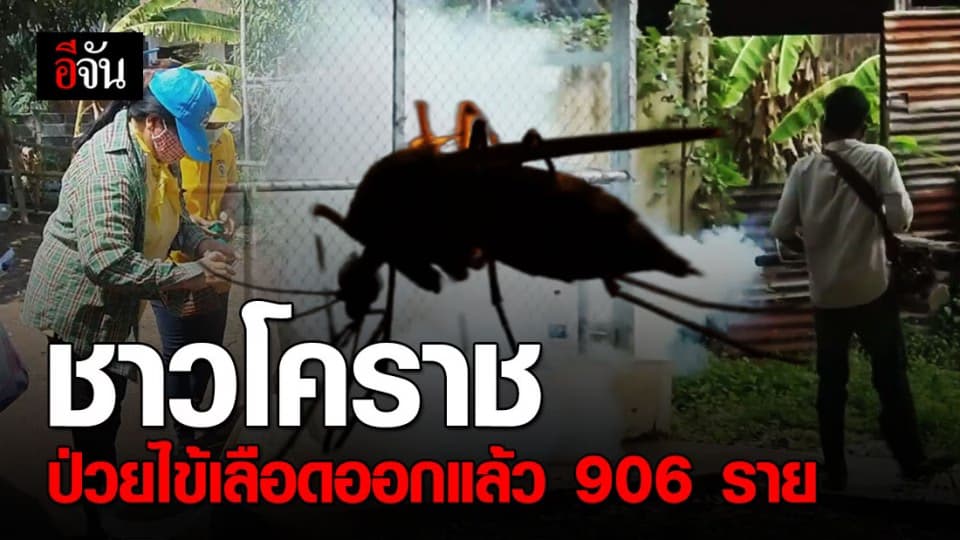 โคราชน่าเป็นห่วง! ไข้เลือดออกระบาดหนักมาก ป่วยแล้ว 906 ราย