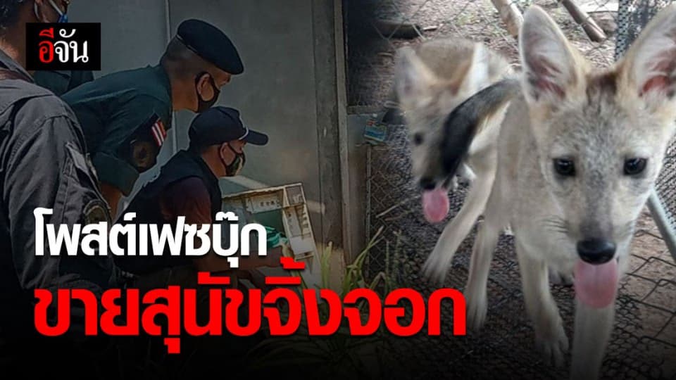 สัตว์ป่าต้องอยู่ในป่า! จับชายชาวสกลนครโพสต์ขายสุนัขจิ้งจอกผ่านเฟซบุ๊ก