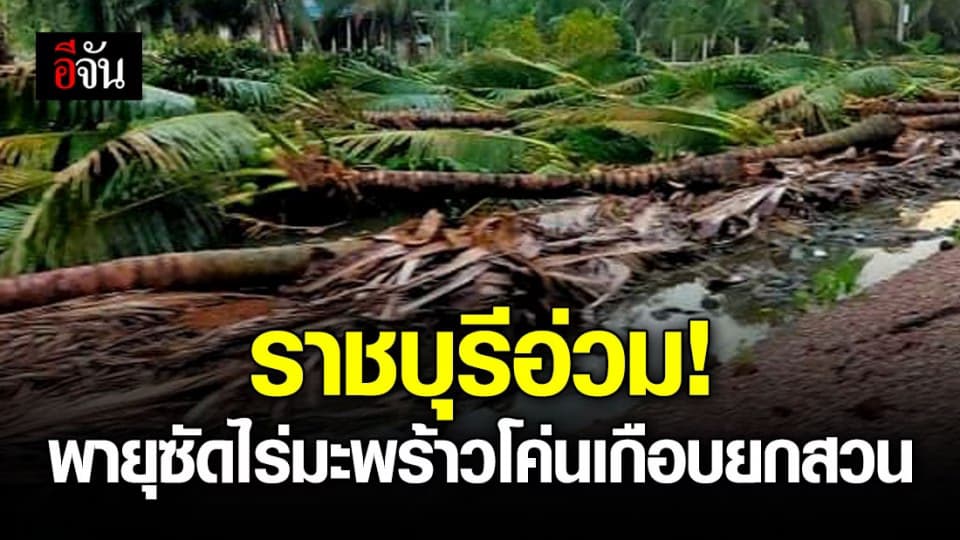 พายุซัดกระหน่ำ จ.ราชบุรี ทั้งฝนทั้งลมโค่นต้นมะพร้าวน้ำหอมชาวบ้าน เสียหายเกือบทั้งสวน