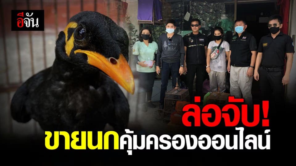 ประกาศขายไม่กลัวกฎหมาย! พญาเสือ ร่วมกับ บก.ปทส. ล่อซื้อนกคุ้มครองผ่านเฟซบุ๊ก