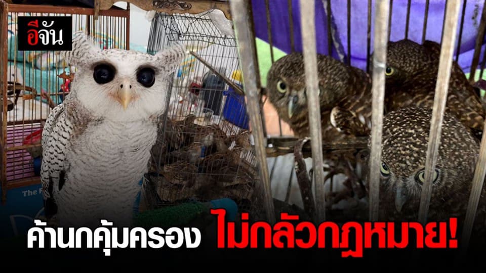 รวบหนุ่มชัยภูมิ โพสต์ขายนก สัตว์ป่าคุ้มครองผ่านเฟซบุ๊ก