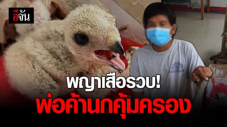 แสนเวทนาชีวิตสัตว์ป่าตัวน้อย พ่อค้าปีนต้นไม้ลักเอานกคุ้มครองจากรังมาขาย
