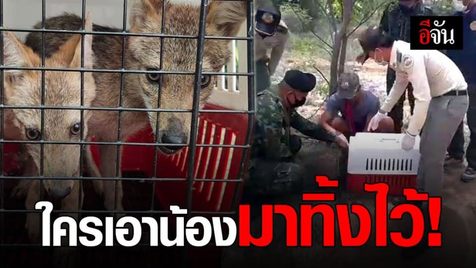 พบจิ้งจอกเพศเมีย 2 ตัว ถูกจับใส่กรงทิ้งข้างทางเมืองกาญจน์