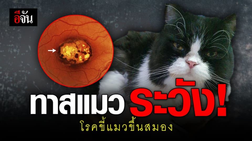 ศูนย์วิจัยโรคปรสิต โพสต์เตือนคนรักแมว หลังพบหนุ่มติดเชื้อโรคขี้แมวขึ้นสมอง