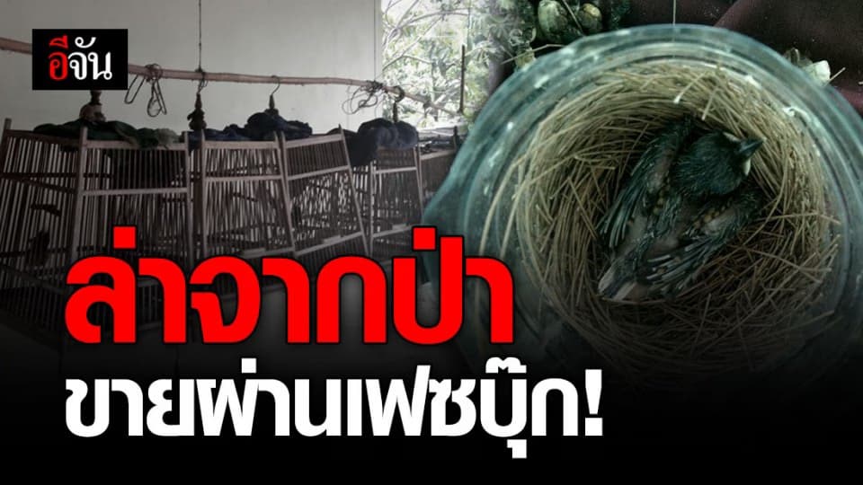 รวบหนุ่มราชบุรีล่านกคุ้มครองจากป่า ก่อนนำมาขายผ่านเฟซบุ๊ก