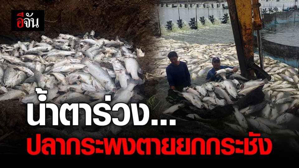 เกษตรกรเลี้ยงปลา น้ำตาตกใน กระพงตายยกกระชัง หลังแม่ค้าหันไปอุดหนุน ปลามาเลเซีย