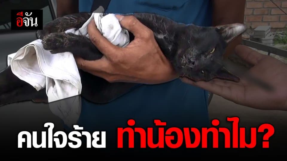 แมวจรจัดถูกลูกดอกปักคากลางหัวหนีตายหลบหน้าอู่ซ่อมรถ