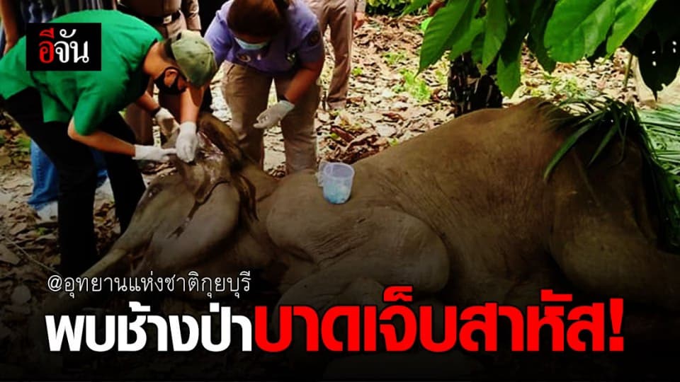 พบช้างป่ากุยบุรี บาดเจ็บสาหัส แมลงวันตอม สแกนร่างกายพบวัตถุโลหะ
