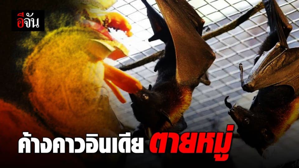 เหตุการณ์ประหลาด! ค้างคาวอินเดียตายยกฝูง นักวิจัยเร่งหาคำตอบ