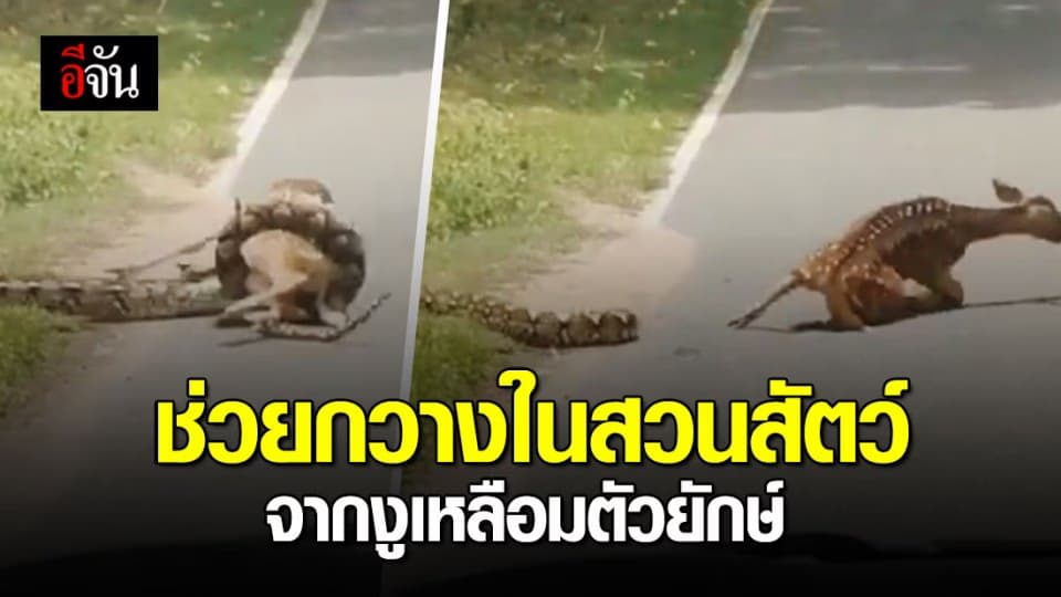 โซเชียลถก ช่วยกวางจากงู ในสวนสัตว์ ทำได้หรือไม่ได้