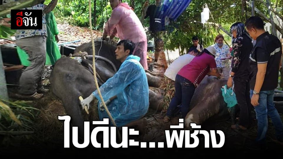 ช้างป่ากุยบุรีล้มแล้ว หลังทีมแพทย์ช่วยกันยื้อชีวิตนานเกือบ 24 ชม.