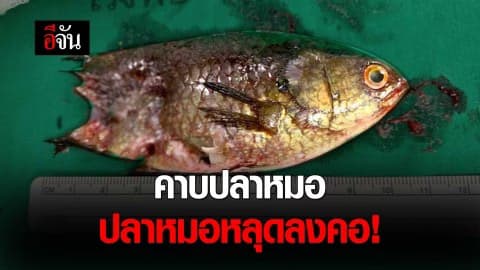 คาบปลาหมอ ปลาหมอหลุดลงคอ!