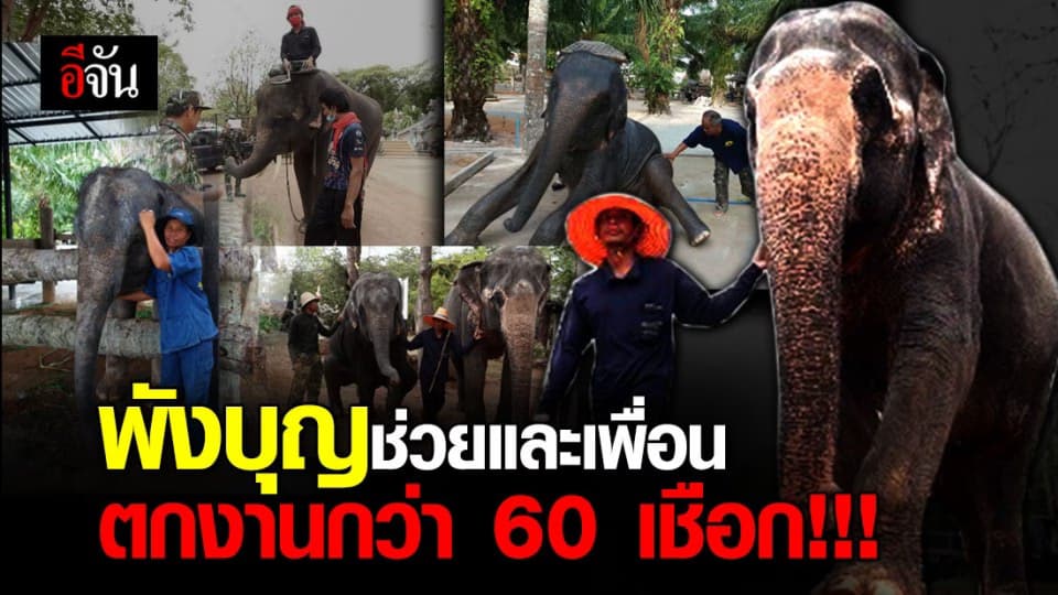 ช้างกว่า 60 เชือกตกงานเพราะโควิด ตอนนี้ต้องอพยพกลับบ้านเกิดหนีอดตาย