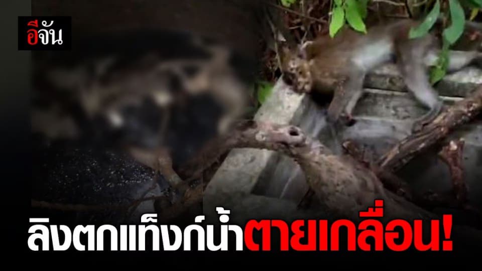 ชาวบ้านร้อง! ลิงแสมวิหารแดงไม่มีน้ำกิน ตกแท็งก์น้ำตายเกลื่อน