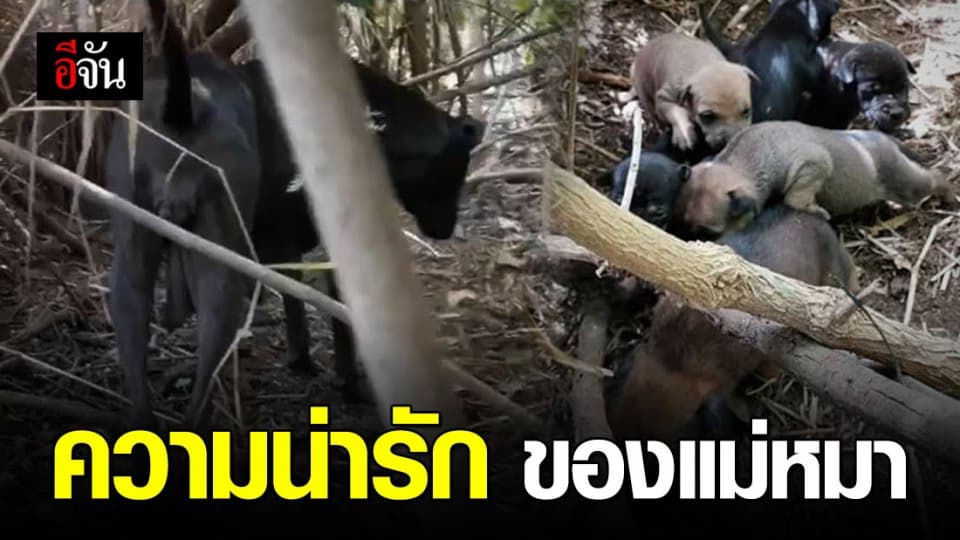 สุดน่ารัก! แม่หมาร้องหงิงๆ เรียกให้คนไปดูลูกที่คลอดอยู่กลางป่า 6 ตัว