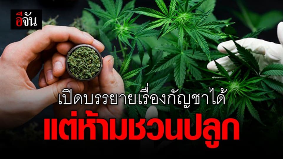 ป.ป.ส. แจง เปิดบรรยายเรื่องกัญชาทำได้ ถ้าเป็นแบบวิชาการ