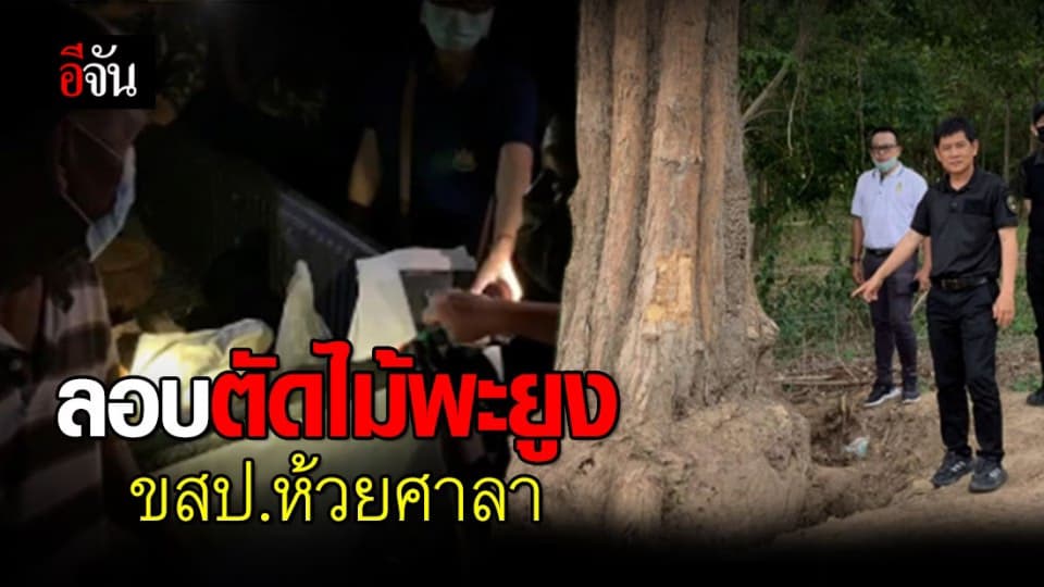 จับแก๊งลักลอบตัดไม้พะยูงข้ามชาติ อ้างรับออร์เดอร์มาจากฝั่งกัมพูชา