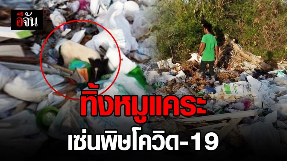 น่าเวทนา! หมูแคระ 5 ตัว ถูกทิ้งกองขยะสมุทรสงคราม