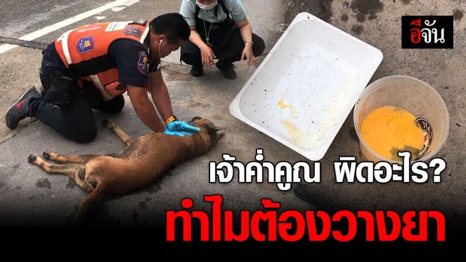 สะเทือนใจคนรักหมา! เจ้าค่ำคูณถูกวางยาเบื่อ วินปั๊มหัวใจแต่ไร้ผล