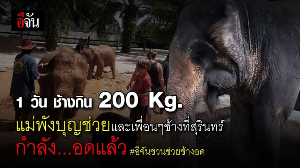ขอเพียงค่าอาหารช่วยแม่พังบุญช่วย-ลูกๆ และเพื่อนช้างที่สุรินทร์ เกือบ 100 เชือก ที่กำลังต้องอด เพราะพิษโควิด-19