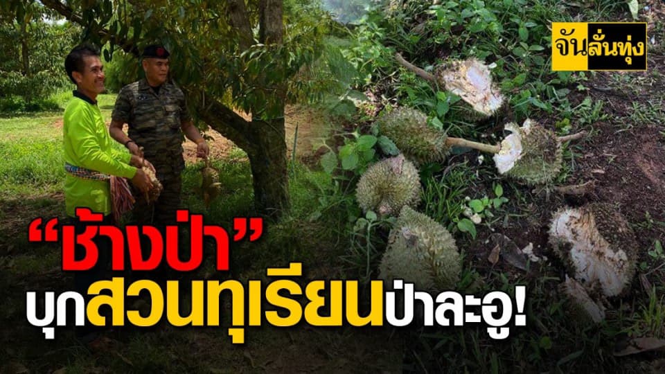 เจ้าของสวนช้ำใจรอบนี้หนัก ! เจอช้างป่าบุกเพียงข้ามคืนเสียหายนับแสน