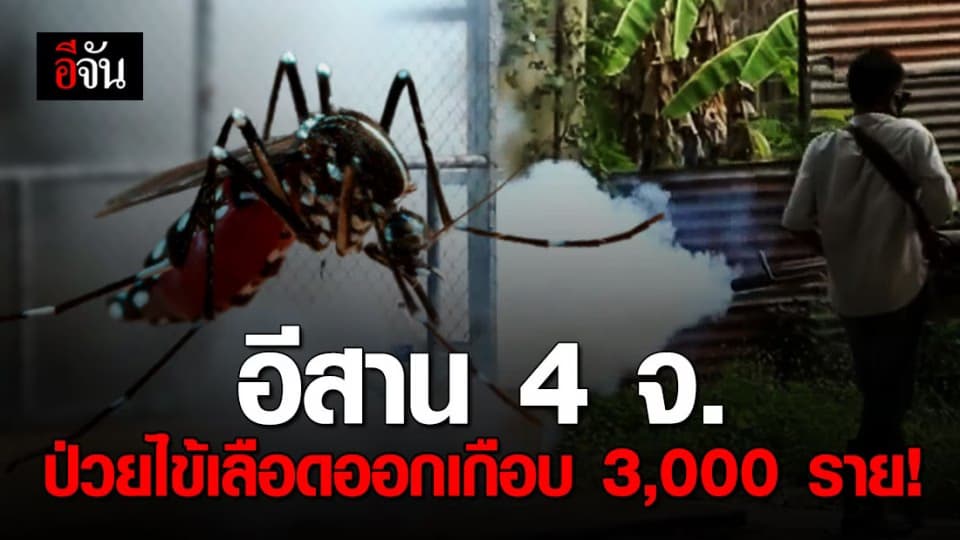 นครราชสีมา ชัยภูมิ บุรีรัมย์ สุรินทร์ มีผู้ป่วยไข้เลือดออกแล้วเกือบ 3,000 ราย