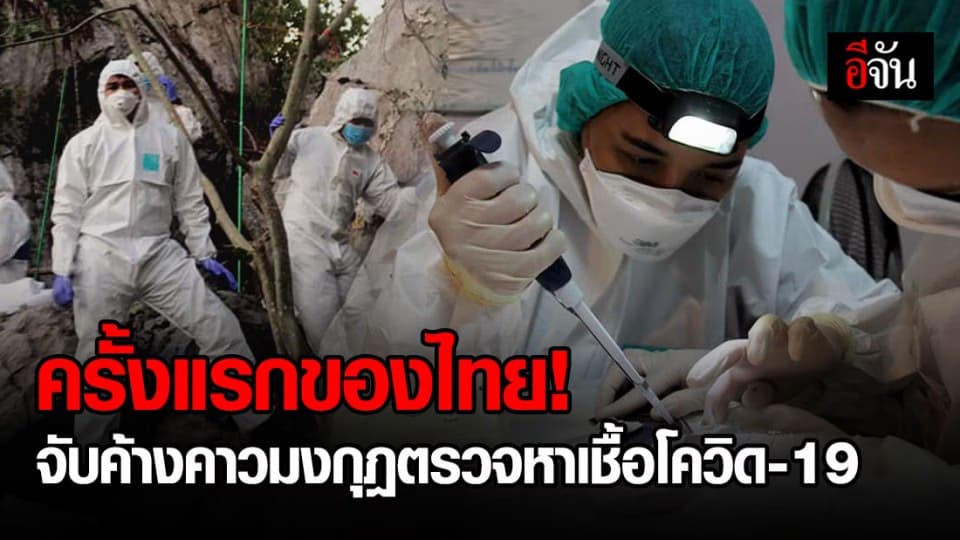 ครั้งแรกในไทย ลุยจับค้างคาวมุงกุฏในถ้ำกลางป่า จ.จันทบุรี หาเชื้อโควิด-19