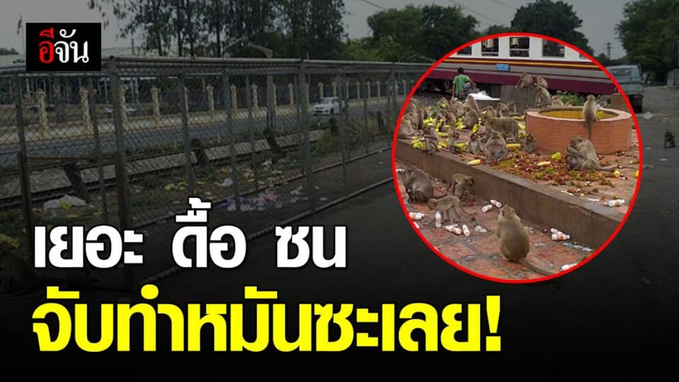 จับลิงลพบุรีทำหมัน ควบคุมประชากร