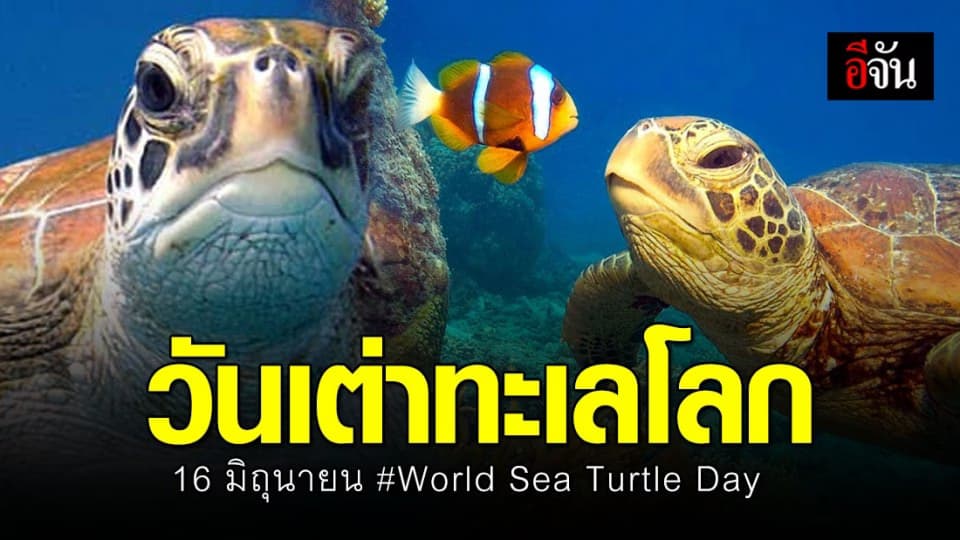 16 มิถุนายน วันเต่าทะเลโลก รักเต่า-รักทะเล งดทิ้งพลาสติก