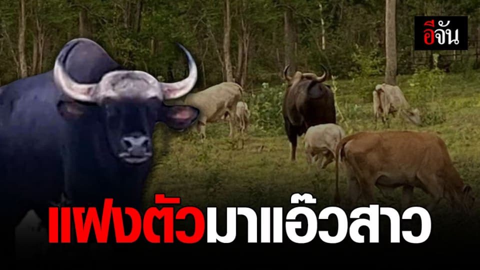 ชาวหนองตับตื่นเต้น! พบกระทิงโทนหลงฝูง แฝงตัวมาแอ๊ววัวสาวในหมู่บ้าน