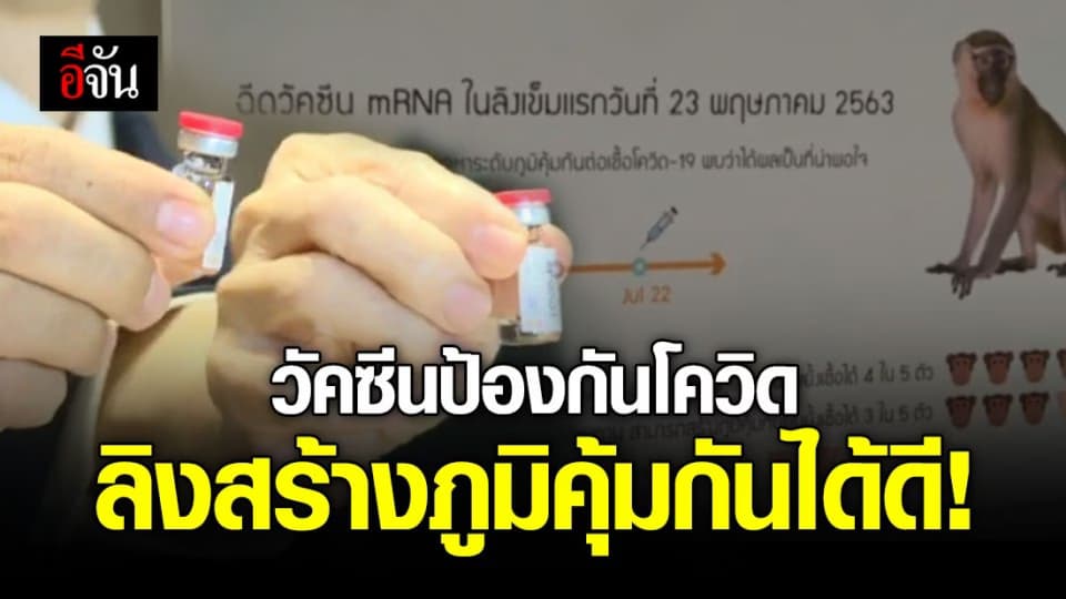 ผลทดลองฉีดวัคซีนป้องกันโควิด-19 กับลิง สร้างภูมิคุ้มกันดี คาดทดลองกับคน ต.ค.นี้