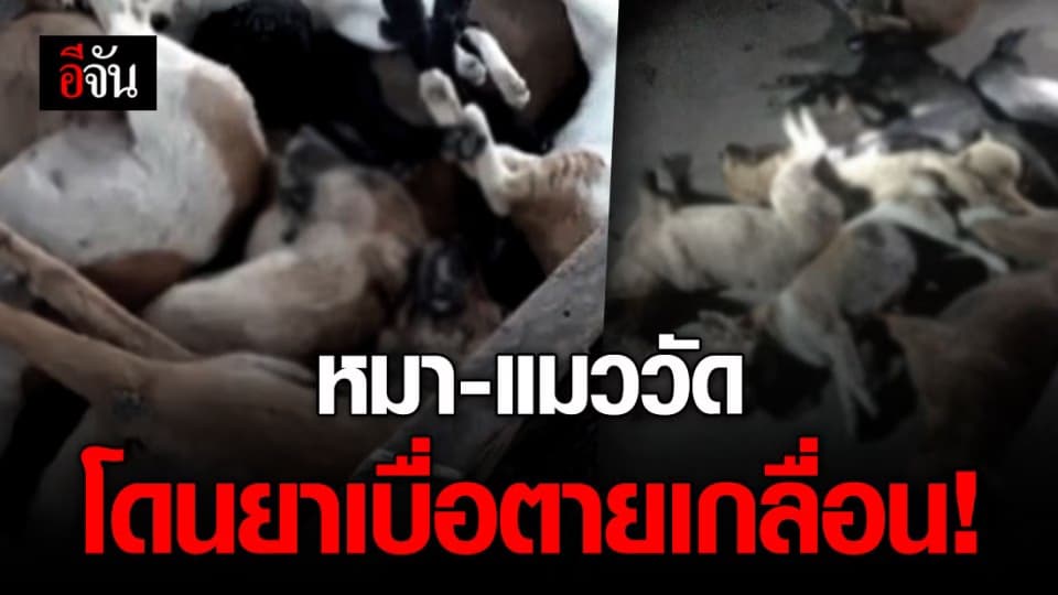 คนรักสัตว์รับไม่ได้! หมาวัด แมววัด ถูกวางยาเบื่อนอนตายคาวัด