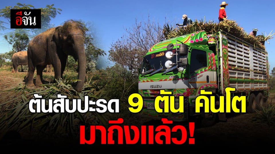 ควาญช้างเข้าคิวรับต้นสับปะรด น้ำใจจากสังคมอีจันวันที่ 2