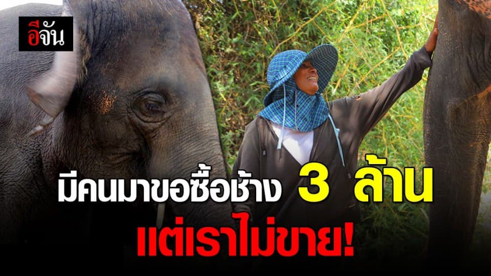 ควาญช้างสาวเเกร่ง เล่านาทีคนเอาเงินล้านมาซื้อช้าง เเต่เธอปฏิเสธเเละตอกไปเเบบเจ็บๆ