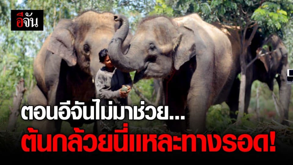ต้นกล้วยกอโต อาหารหลักประทังหิวพี่ๆ ช้างตกงาน ที่จำเป็นต้องกิน