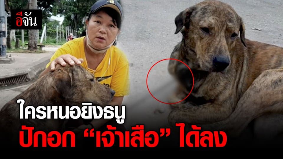 สะเทือนใจคนรักหมา “เจ้าเสือ” สุนัขพันธุ์ไทย ถูกยิงด้วยธนูปักกลางอก คาด ฝีมีคนลอบจับปลา
